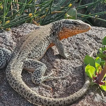 Iguana chilena, foto de rafitabird