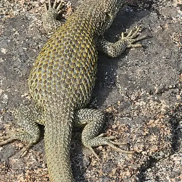 Lagarto nítido, foto de rafitabird