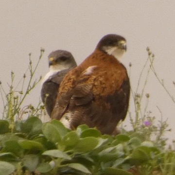 Aguilucho, foto de Danipantera