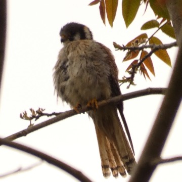 Cernícalo, foto de Danipantera