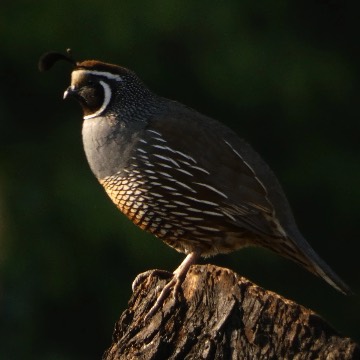Codorniz, foto de Danipantera