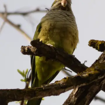 Cotorra argentina, foto de Danipantera