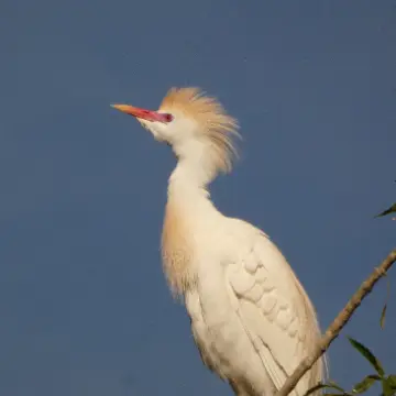 Garza bueyera, foto de Danipantera