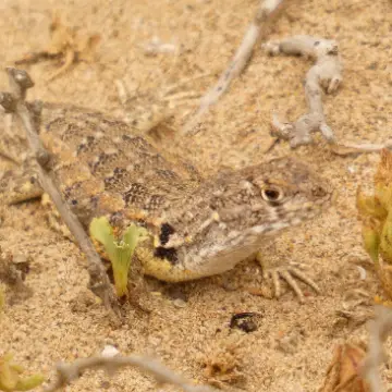 Lagartija de Atacama, foto de Danipantera