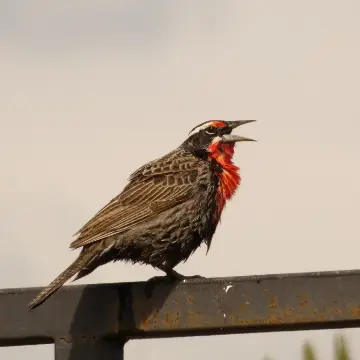 Loica, foto de Danipantera