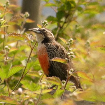 Loica, foto de Danipantera