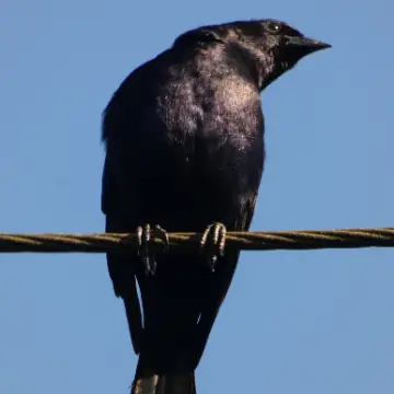 Mirlo, foto de Danipantera