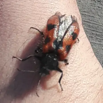 Pololo común, foto de Danipantera
