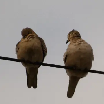 Tórtola, foto de Danipantera