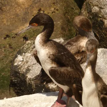 Guanay, foto de Danipantera
