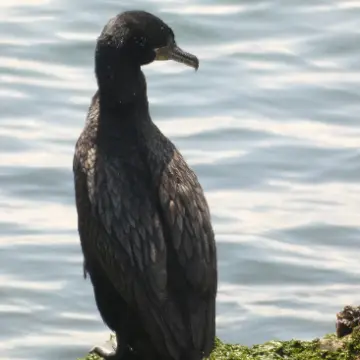 Yeco, foto de Danipantera