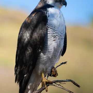 Aguilucho, foto de jandres_wild