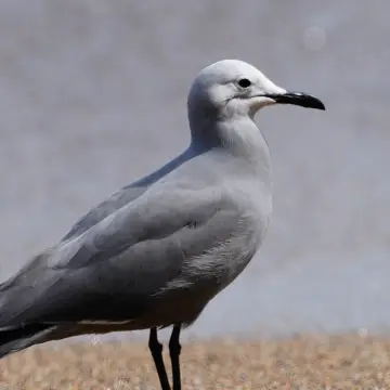 Gaviota garuma, foto de jandres_wild