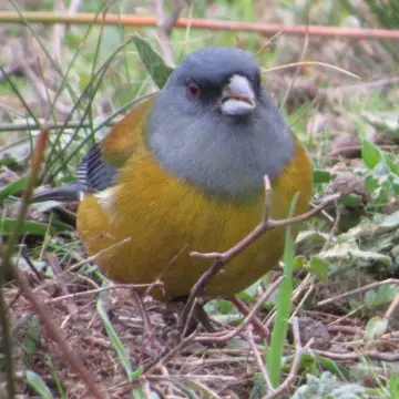 Cometocino patagónico, foto de Gacitowl