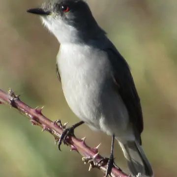 Diucón, foto de Gacitowl