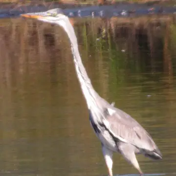 Garza cuca, foto de Gacitowl