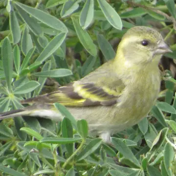 Jilguero austral, foto de Gacitowl