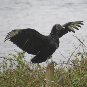 Jote de cabeza negra, foto de Gacitowl