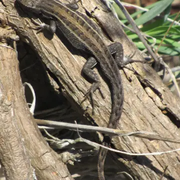 Lagartija lemniscata, foto de Gacitowl