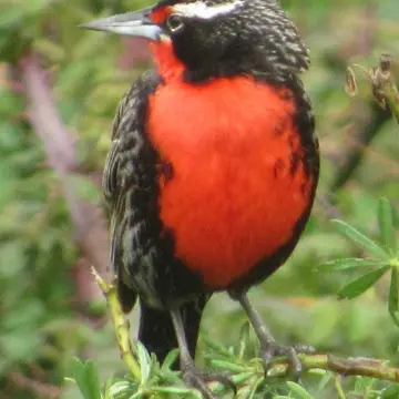 Loica, foto de Gacitowl