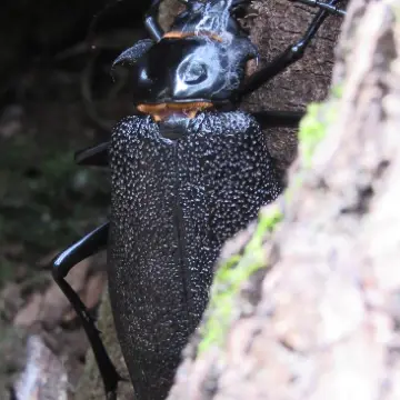 Madre de la culebra, foto de Gacitowl