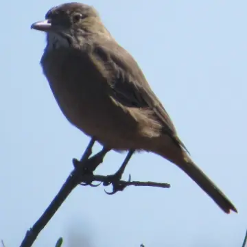 Mero gaucho, foto de Gacitowl