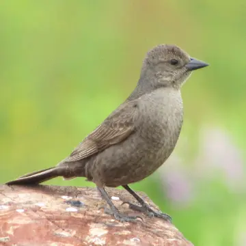 Mirlo, foto de Gacitowl