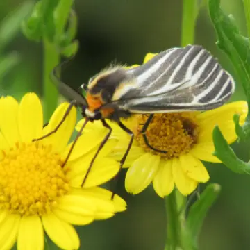 Polilla de la totora, foto de Gacitowl