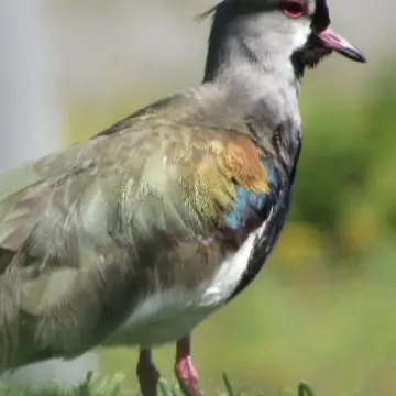 Queltehue común, foto de Gacitowl
