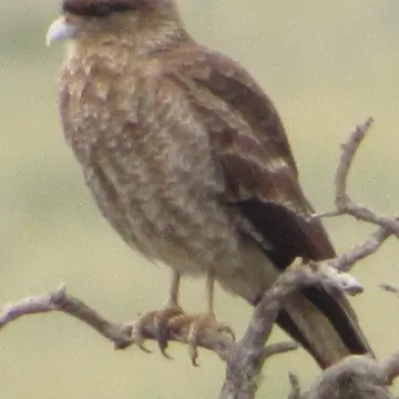 Tiuque, foto de Gacitowl