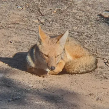 Zorro culpeo, foto de Vitoco
