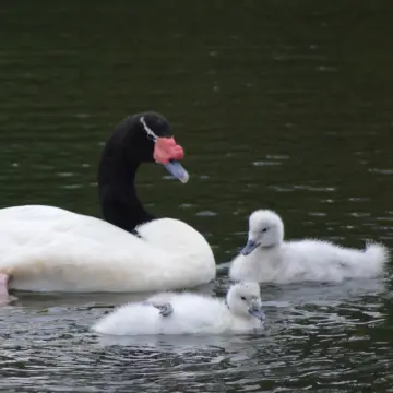 Cisne de cuello negro, foto de RENOMAN