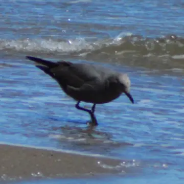Gaviota garuma, foto de RENOMAN