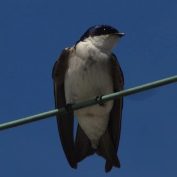 Golondrina chilena, foto de RENOMAN