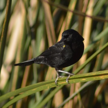 Tordo, foto de RENOMAN