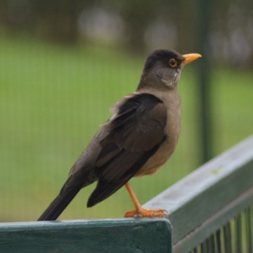 Zorzal, foto de RENOMAN