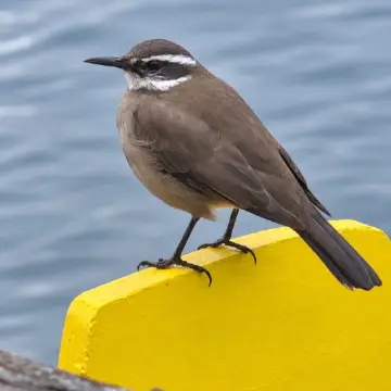 Churrete chico, foto de MaestroPudu