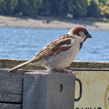Gorrión, foto de MaestroPudu