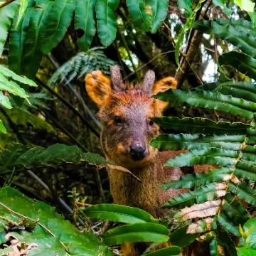Pudú, foto de MaestroPudu