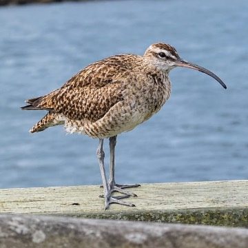Zarapito, foto de MaestroPudu