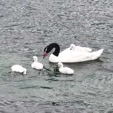 Cisne de cuello negro, foto de Cuellonegro.cisne