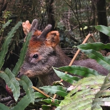 Pudú, foto de Cuellonegro.cisne