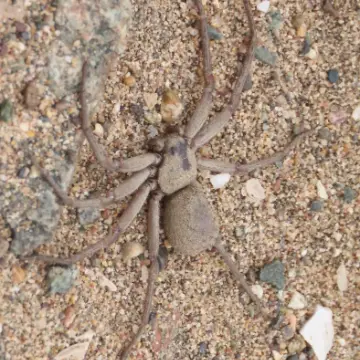 Araña sicario, foto de Chincolito87