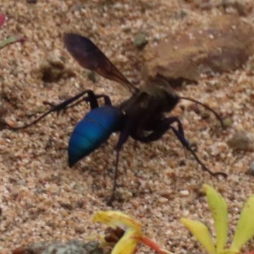 Avispas caza tarántulas, foto de Chincolito87