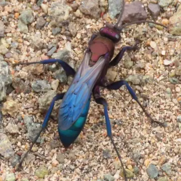 Avispas caza tarántulas, foto de Chincolito87