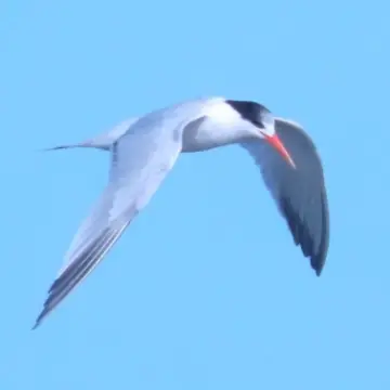 Gaviotín elegante, foto de Chincolito87