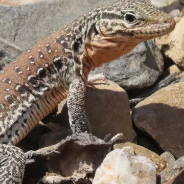 Iguana chilena, foto de Chincolito87