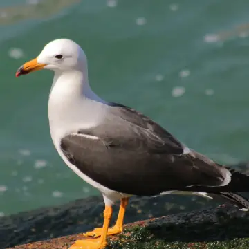 Gaviota peruana, foto de awatin