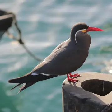 Gaviotín monja, foto de awatin