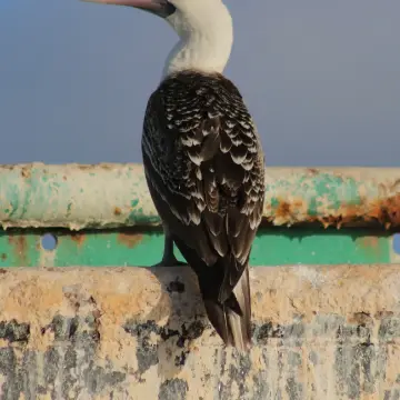 Piquero de Humboldt, foto de awatin